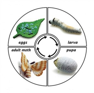 life cycle of silk worm