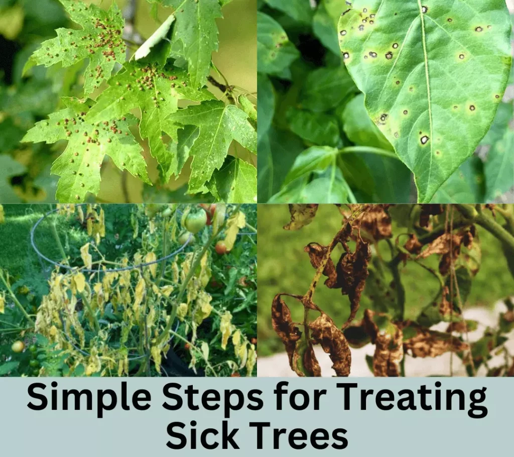 Simple Steps for Treating Sick Trees