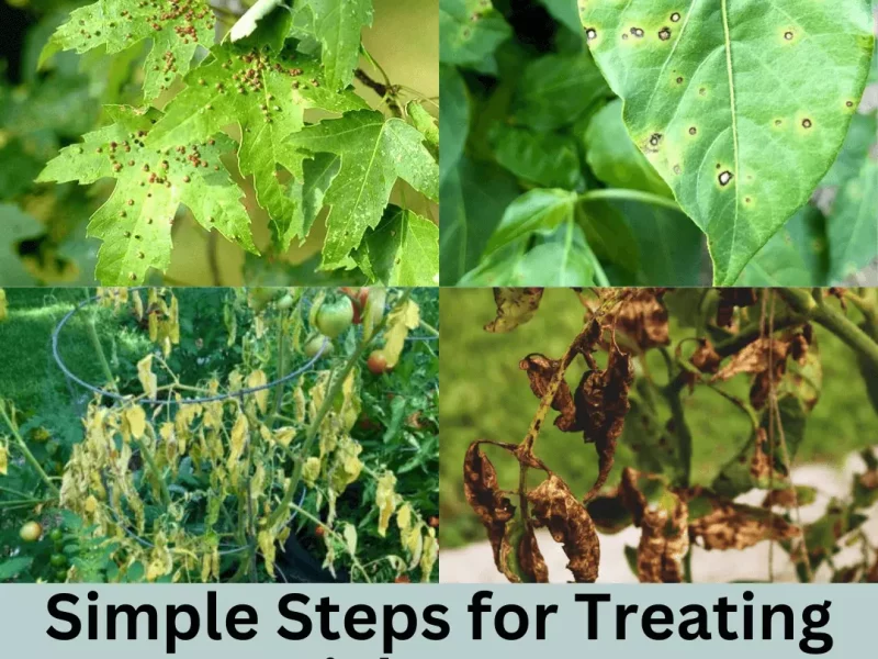 Simple Steps for Treating Sick Trees
