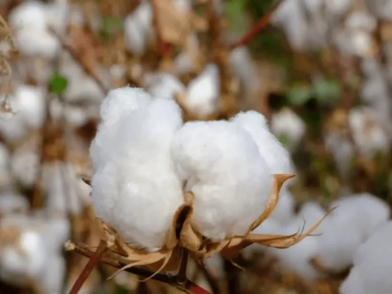 Organic Cotton The Best Sustainable Fabric Choice For You