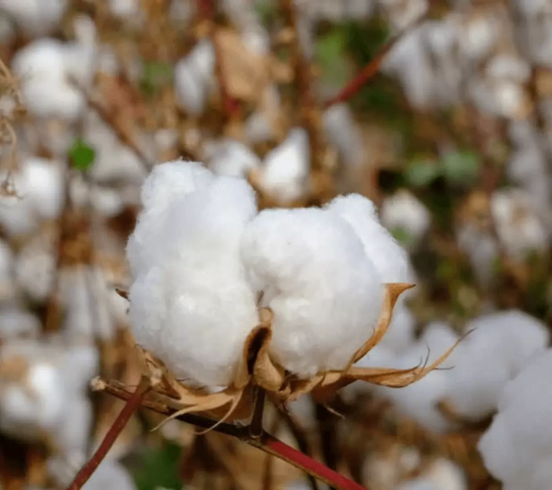 Is Organic Cotton The Best Sustainable Fabric Choice For You?
