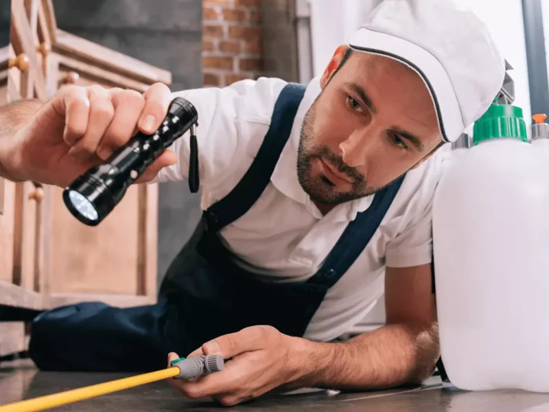 Professional Pest Control Services Can Save Your House