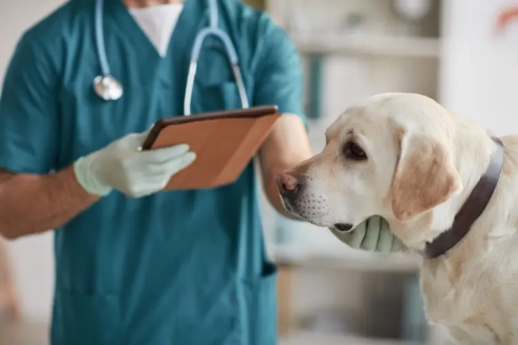 Precision and Compassion: What to Expect from Vet Surgical Services