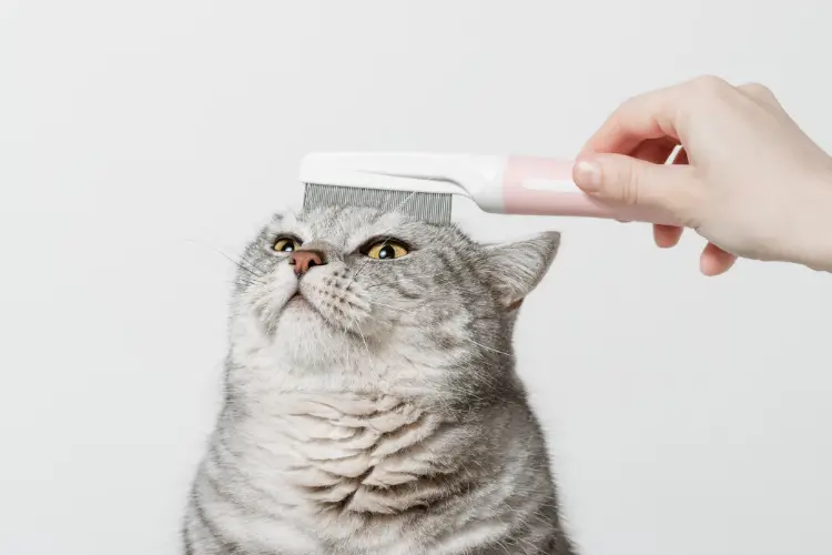 6 Tips for Keeping Your Cat Clean and Beautiful