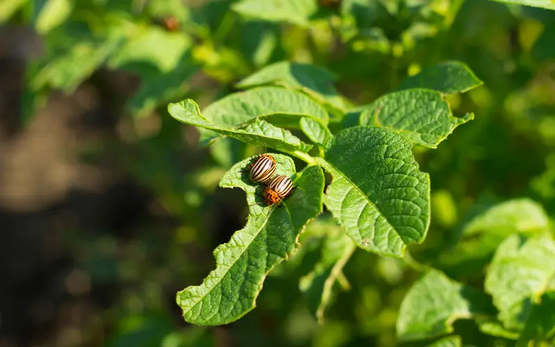Natural Ways to Keep Garden Pests Under Control
